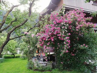 Blütenbracht_Ferienwohnungen_Reinhilde_Hauser_Asch