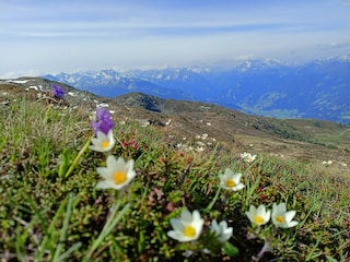Zillertal-ersteferienregion-ferienwohnungleo-stumm