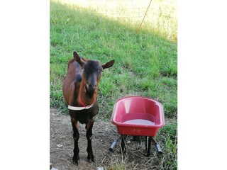 Ziegenbock_Loisl_Ferienwohnungen_Reinhilde_Hauser_