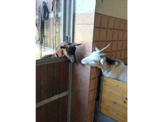 Ferienwohnungen_Reinhilde_Hauser_Aschau_Zillertal_