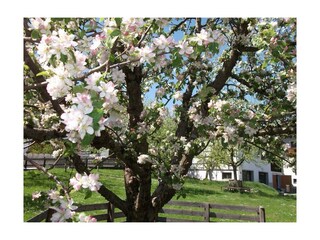 Brixnerhof Obstbaum Sommer