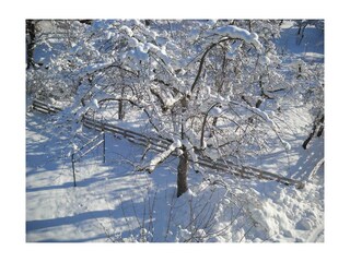 Brixnerhof Obstbaum Winter