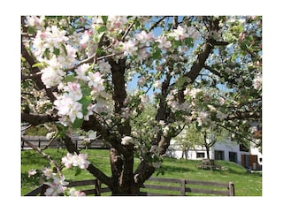 Brixnerhof Obstbaum Sommer