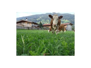 Die Kühe auf der Weide