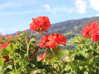 Sommer Aussicht 02
