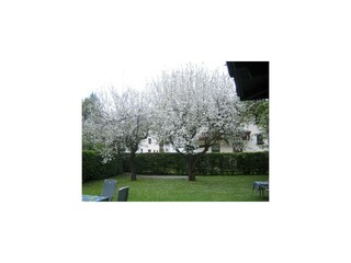 Ebster Irma Fügen - Bäume im Garten