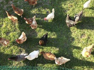 Unsere Hühner - ein bunter Haufen
