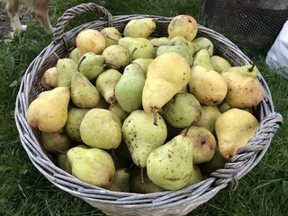 Erntezeit - Williamsbirnen