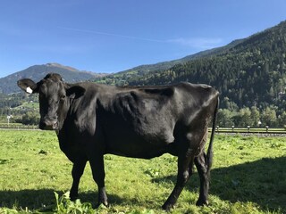 Besuch auf der Weide