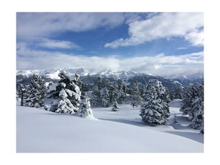 Zirbenwald Hochzillertal
