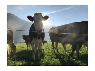 Kuh in Sonne