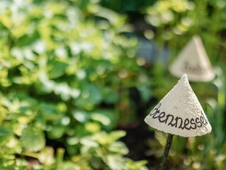 Kräutergarten Detail (4)