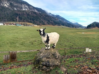 Kramsach