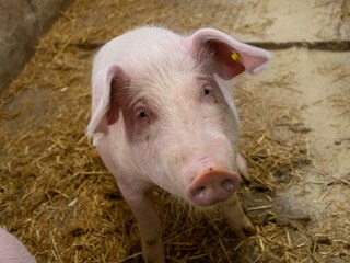 Stall Schweine
