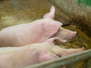 Stall Schweine1