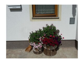 Hausblumen