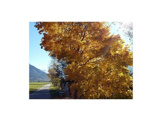 Herbstbeginn in Fügen