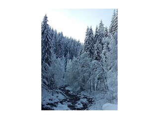 Winterspaziergang am Bach