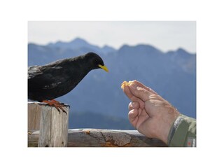 Auch die Raben kennen wärs gut mit Ihnen meint....