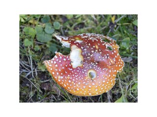 Ein seltener Pilz am Wegesrand