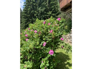 E223C9E5-735D-424E-9C6C-CFE38AD3DBD3_1_105_c