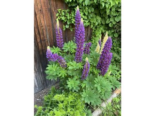 28671888-1594-48F8-A0FF-EA79AFA1D1D2_1_105_c