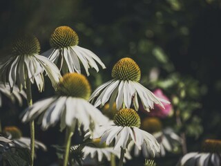 2021.08.12_stacherhof.sommer.018_booking