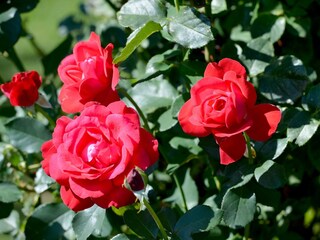 Garten Gästehaus Schroll im Zillertal