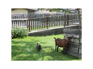 Ziege Stadlpoint Ried Zillertal