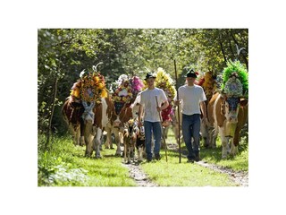 Jedes Jahr am 1. Samstag - Almabtrieb in Hart