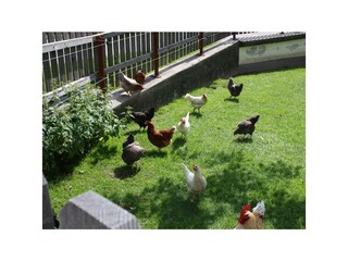 Hühner Stadlpoint Ried Pferde Ried Zillertal