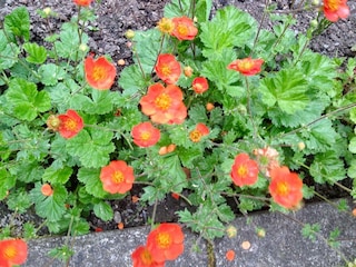 im Garten