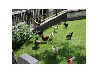 Hühner Stadlpoint Ried Pferde Ried Zillertal