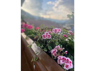 blumen