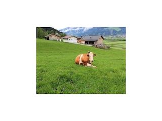 447667_lsr_2023050639340372946