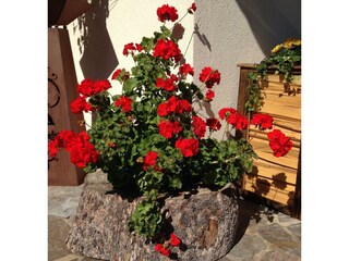 Pension_Monitzer_Kaltenbach_Adler