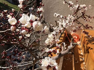 Kaltenbach_Zillertal_Frühling