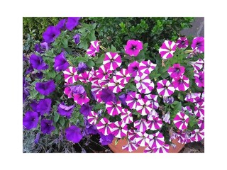 sportpension-christina-blumen-001-1