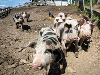 Glückliche Schweine_becknaphoto2020_2X4A