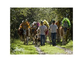 Ritschel_AlmabtriebFügen030