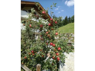 Zillertal-Hart-Ferienwohnungen-Ferienwohnung Hinte