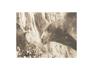 Adlerhorst Zillertal