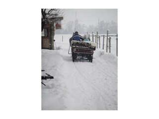 Schlittenfahrt bei Schneefall