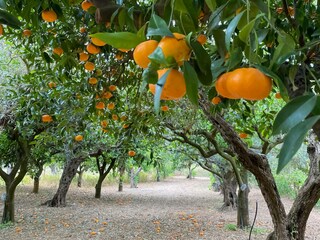 Casa per le vacanze Selinunte Registrazione all'aperto 6
