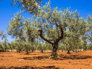 Casa per le vacanze Selinunte Registrazione all'aperto 8