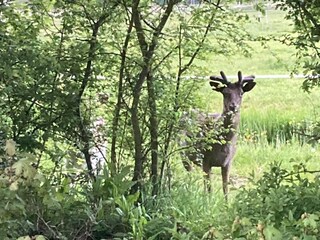 Neugieriger Hirsch