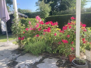 Rosen entlang der Terrasse