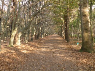 Wald in Zeeland