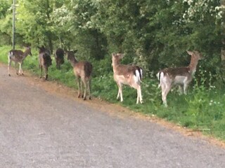 Rehe suf der Strasse