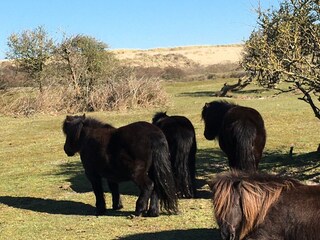 Casa per le vacanze Oostkapelle Ambiente 37